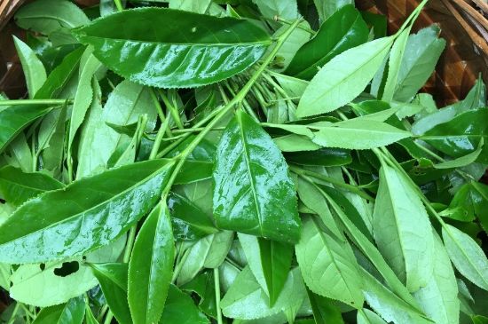 大紅袍可以放10年嗎，大紅袍放了十年能喝嗎