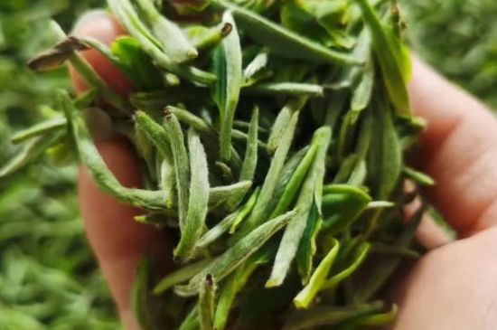 金壇雀舌算不算好茶，金壇雀舌屬于什么檔次茶葉？