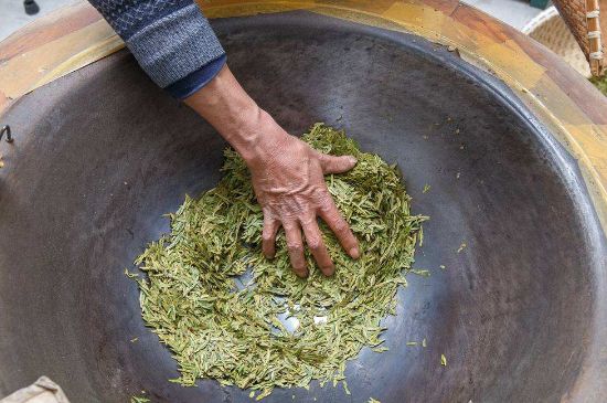 雀舌有一股青草味，雀舌為什么有青草味？