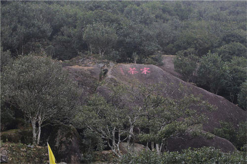 宋種一號(hào)價(jià)值為什么高，鳳凰單樅宋種1號(hào)價(jià)格與產(chǎn)量多少？