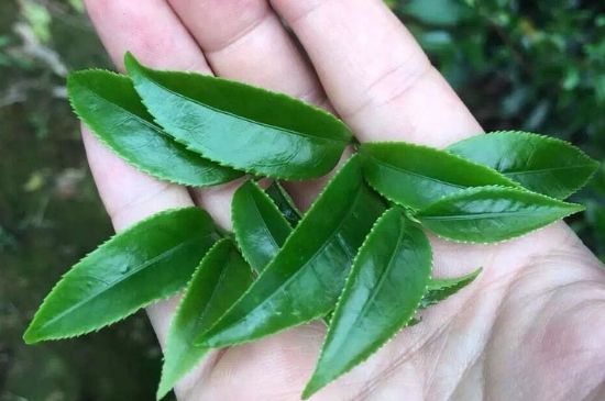 鋸朵仔跟鴨屎香哪個貴，鋸朵子和鴨屎香哪個好喝？