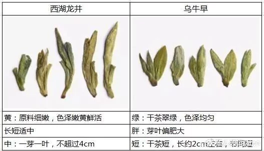 烏牛早和龍井的區(qū)別圖片，龍井43號(hào)和烏牛早茶的對(duì)比