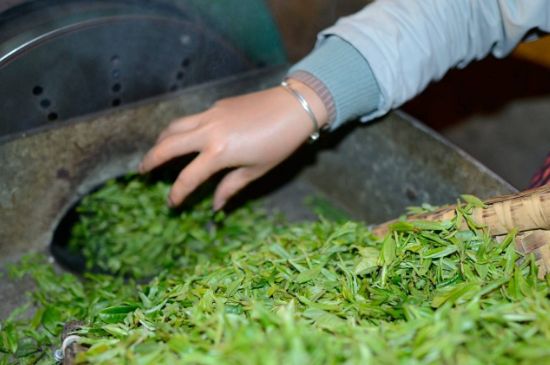 雀舌有一股青草味，雀舌為什么有青草味？