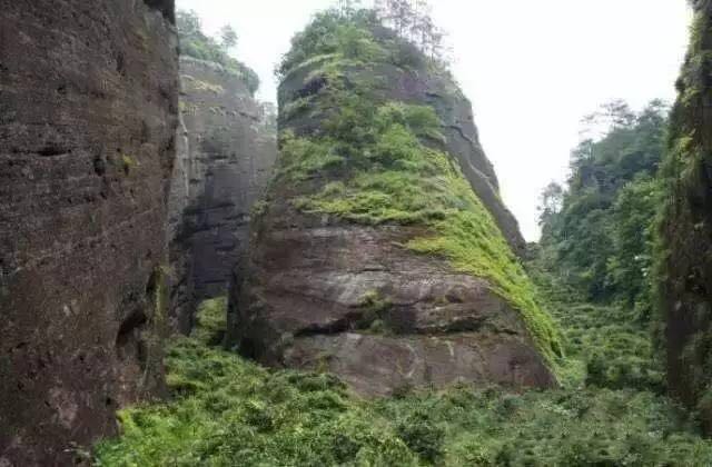 武夷山為什么盛產(chǎn)茶葉，武夷山茶為什么好喝？