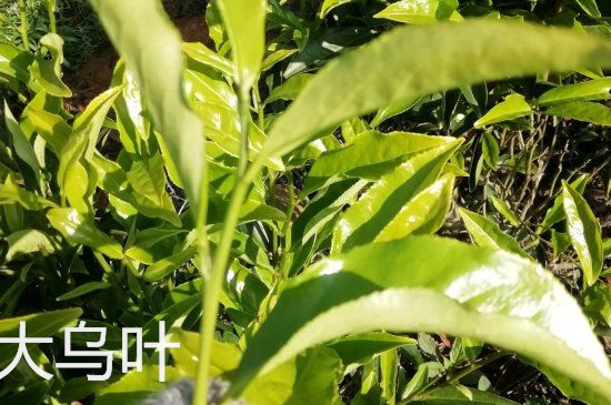 鴨屎香和大烏葉是同一種茶葉嗎，單叢大烏葉和鴨屎香有什么區(qū)別？