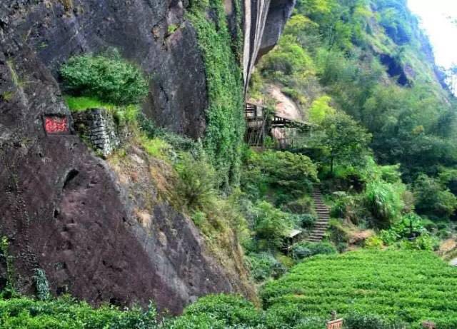 武夷山為什么盛產(chǎn)茶葉，武夷山茶為什么好喝？