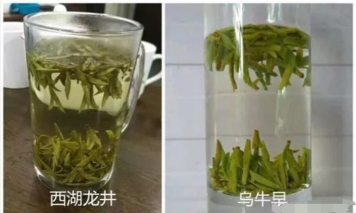 烏牛早和龍井的區(qū)別圖片，龍井43號(hào)和烏牛早茶的對(duì)比