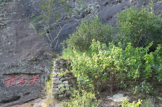 母樹(shù)大紅袍給誰(shuí)喝了，為什么母樹(shù)大紅袍叫三棵六株？