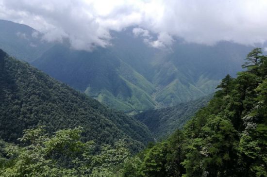 300塊錢的金駿眉能喝嗎，兩三百多金駿眉和一千多區(qū)別