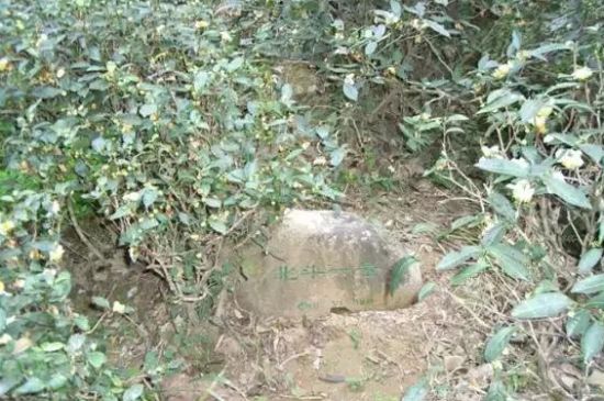 母樹(shù)大紅袍給誰(shuí)喝了，為什么母樹(shù)大紅袍叫三棵六株？