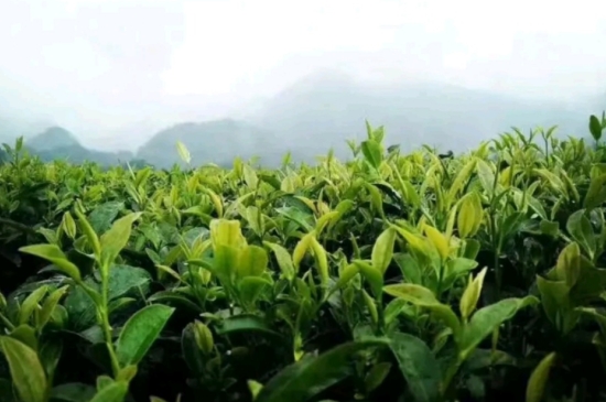 一天3杯紅茶抗癌，常飲紅茶對身體有好處！
