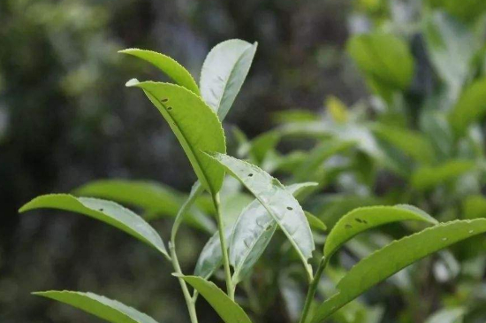 單叢茶十大香型以及常見品種大全，潮安鳳凰單樅十大名香歸類