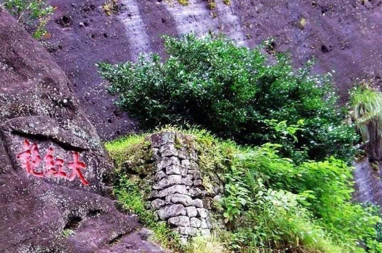 宋種一號(hào)價(jià)值為什么高，鳳凰單樅宋種1號(hào)價(jià)格與產(chǎn)量多少？