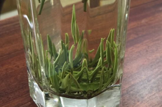 竹葉青和雀舌哪個貴，竹葉青茶貴嗎？