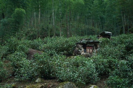 300塊錢的金駿眉能喝嗎，兩三百多金駿眉和一千多區(qū)別