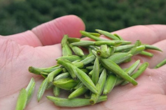 什么綠茶茶葉唇齒留香，哪個(gè)品種綠茶香氣好？