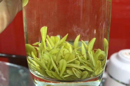 茶中奇葩黃金芽，安吉白茶中黃金芽的特點