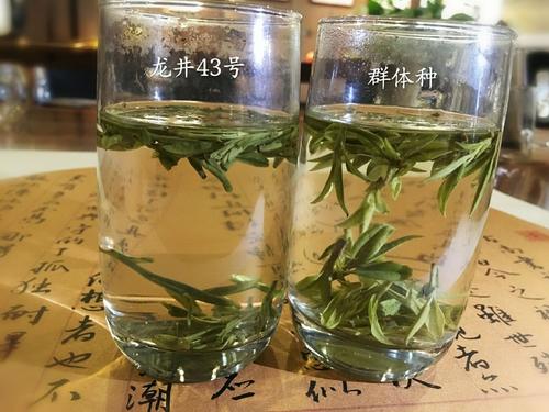 烏牛早和龍井的區(qū)別圖片，龍井43號(hào)和烏牛早茶的對(duì)比