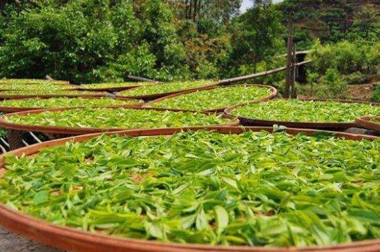 單叢茶十大香型以及常見品種大全，潮安鳳凰單樅十大名香歸類