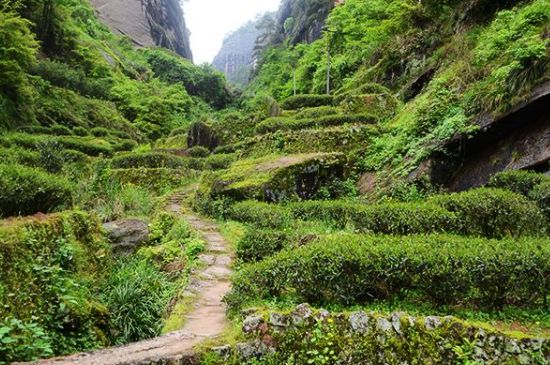 肉桂茶和大紅袍哪個貴，武夷山肉桂與大紅袍的價格比較