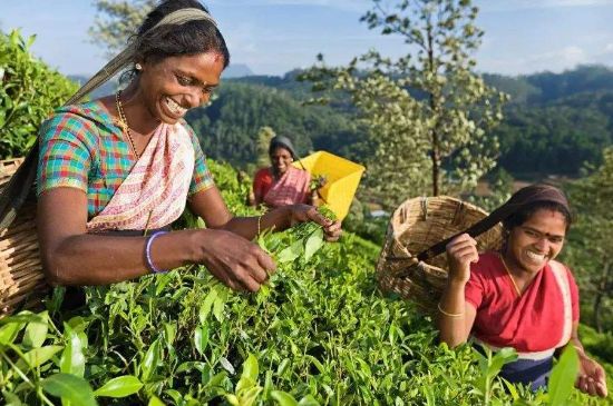 中國(guó)最好紅茶排名，中國(guó)最著名的十大紅茶