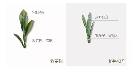 43號(hào)龍井屬于好茶嗎，龍井茶43號(hào)是什么意思？