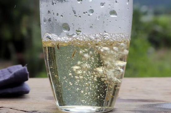 三年白茶賽砒霜，這是真的嗎？