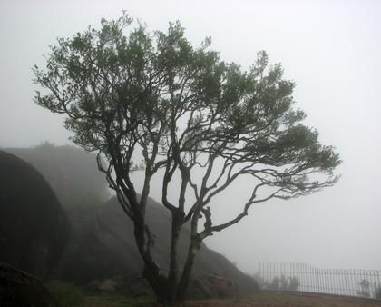 宋種一號(hào)價(jià)值為什么高，鳳凰單樅宋種1號(hào)價(jià)格與產(chǎn)量多少？