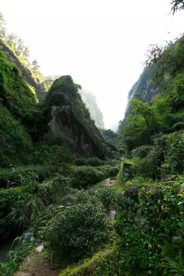 武夷山為什么盛產(chǎn)茶葉，武夷山茶為什么好喝？