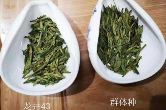 43號(hào)龍井屬于好茶嗎，龍井茶43號(hào)是什么意思？