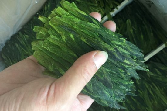 什么綠茶味道濃香，那個(gè)綠茶比較濃香？