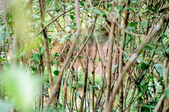 荒野銀針有什么特點(diǎn)，荒野銀針的味道口感咋樣？