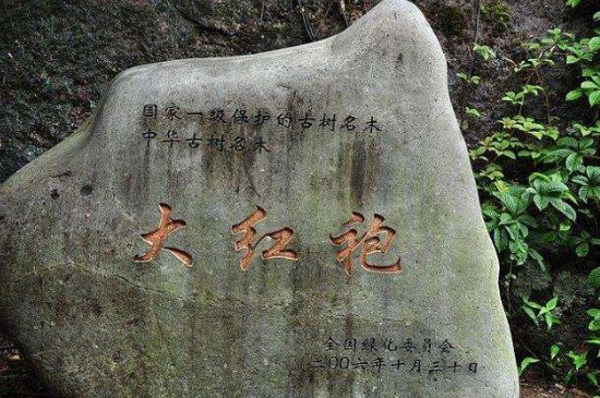 母樹(shù)大紅袍給誰(shuí)喝了，為什么母樹(shù)大紅袍叫三棵六株？