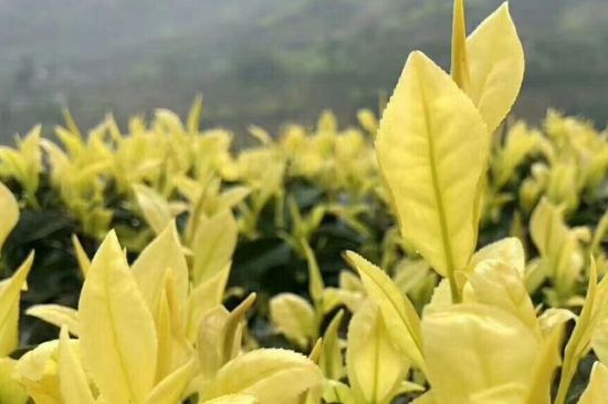 茶中奇葩黃金芽，安吉白茶中黃金芽的特點