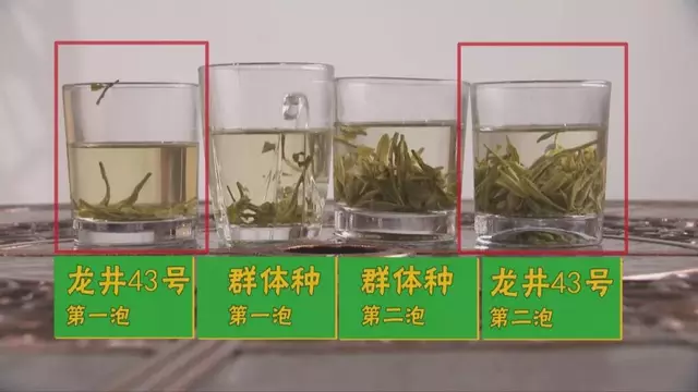 烏牛早和龍井的區(qū)別圖片，龍井43號(hào)和烏牛早茶的對(duì)比