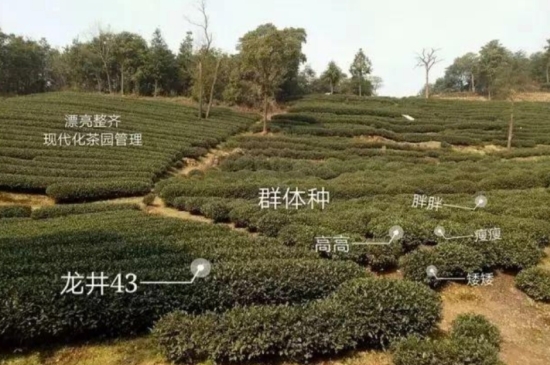43號(hào)龍井屬于好茶嗎，龍井茶43號(hào)是什么意思？