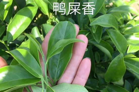 鴨屎香和大烏葉是同一種茶葉嗎，單叢大烏葉和鴨屎香有什么區(qū)別？