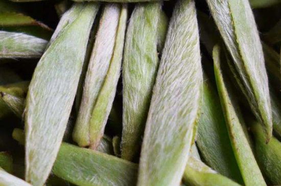 荒野銀針有什么特點(diǎn)，荒野銀針的味道口感咋樣？