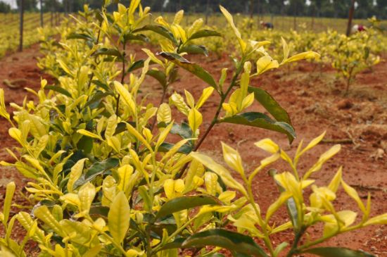 茶中奇葩黃金芽，安吉白茶中黃金芽的特點