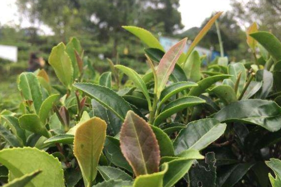 43號(hào)龍井屬于好茶嗎，龍井茶43號(hào)是什么意思？