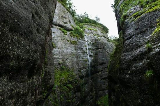 母樹(shù)大紅袍給誰(shuí)喝了，為什么母樹(shù)大紅袍叫三棵六株？