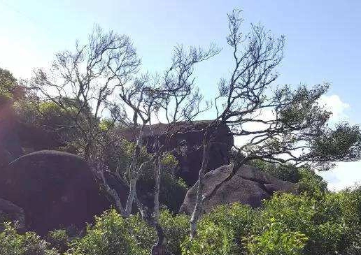 宋種一號(hào)價(jià)值為什么高，鳳凰單樅宋種1號(hào)價(jià)格與產(chǎn)量多少？