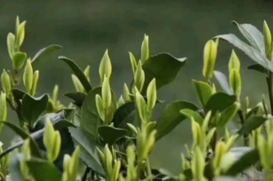 什么是雪前龍井茶，明前、雨前、雨后龍井有什么區(qū)別？