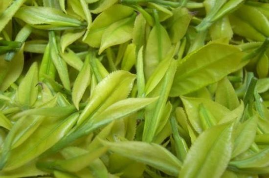 茶中奇葩黃金芽，安吉白茶中黃金芽的特點