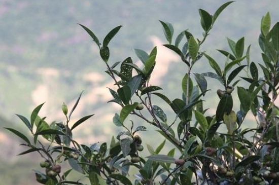 單叢茶十大香型以及常見品種大全，潮安鳳凰單樅十大名香歸類