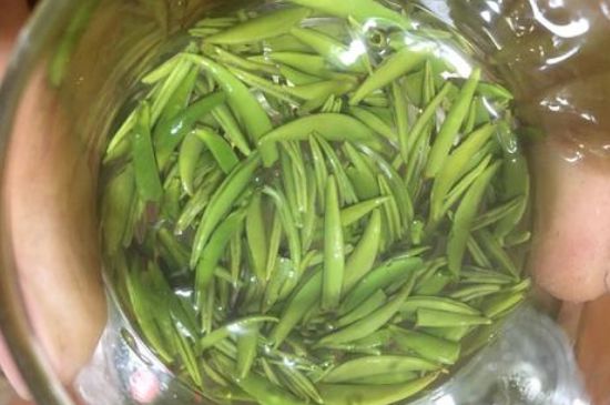 雀舌有一股青草味，雀舌為什么有青草味？