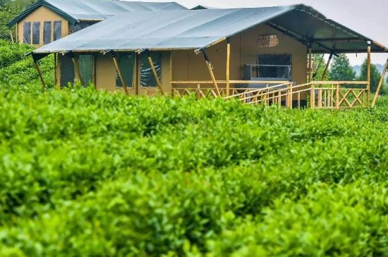 金壇雀舌算不算好茶，金壇雀舌屬于什么檔次茶葉？