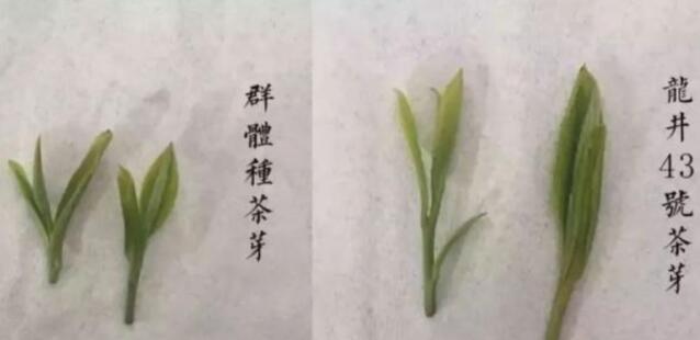 43號(hào)龍井屬于好茶嗎，龍井茶43號(hào)是什么意思？