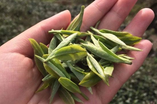 福建什么茶葉最出名，福建名茶有哪些？