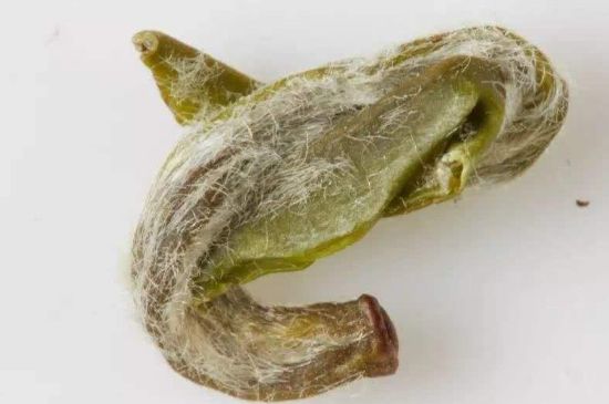 羊巖勾青是綠茶嗎，羊巖勾青茶屬于什么茶？